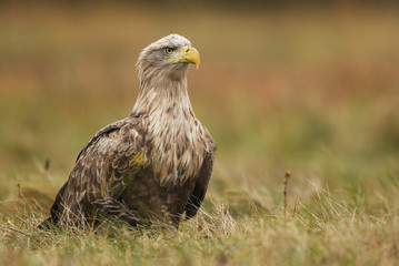 White tailed Eagle (Haliaeetus albicilla)