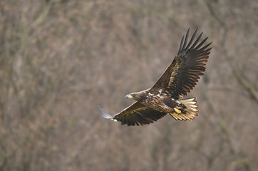 White tailed Eagle (Haliaeetus albicilla)