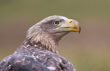 White tailed Eagle (Haliaeetus albicilla)