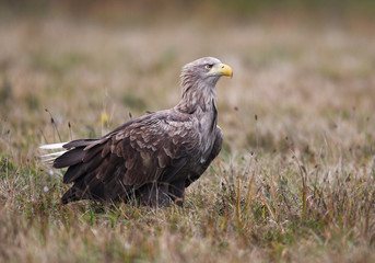 White tailed Eagle (Haliaeetus albicilla)