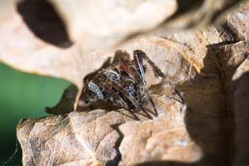 spider hide among leaves