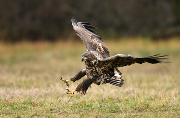 White tailed Eagle (Haliaeetus albicilla)