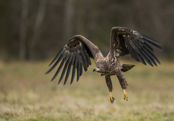 White tailed Eagle (Haliaeetus albicilla)