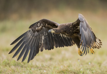 White tailed Eagle (Haliaeetus albicilla)