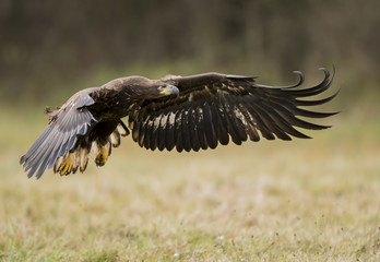 White tailed Eagle (Haliaeetus albicilla)