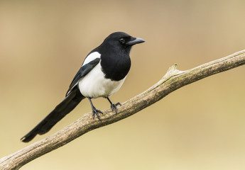 Magpie (Pica pica)