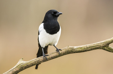 Magpie (Pica pica)