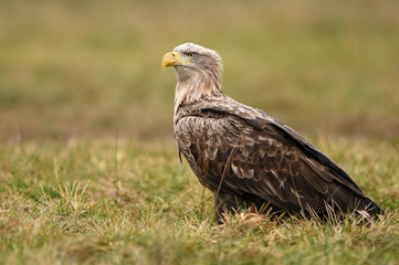 White tailed Eagle (Haliaeetus albicilla)