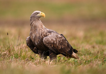 White tailed Eagle (Haliaeetus albicilla)