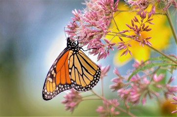 Monarch on Joe Pye Weed, Wolf Road Prairie, Westchester, IL