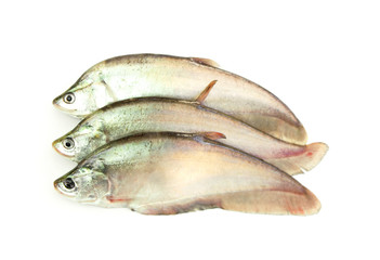carp fish or goldfish isolated on white background