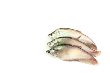 carp fish or goldfish isolated on white background