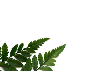 Fototapeta premium fern leaf