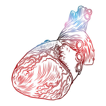 Isolated engraving colorful red blue flesh tattoo concept anatomical human heart on white background. Vector.
