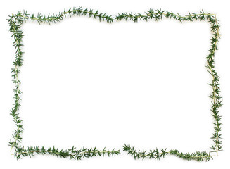 ローズマリーの葉のフレーム