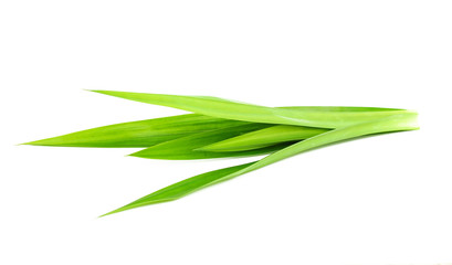 Fototapeta premium Fresh Pandan leaves isolated on white background