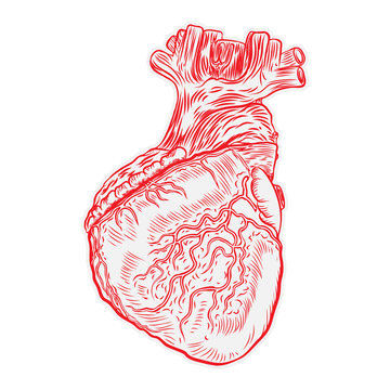 Heart hand drawn isolated on a white background. Hand drawn anatomical flesh tattoo human heart with detailed veins. Vector.