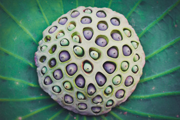 lotus seeds