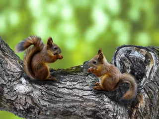 Keuken spatwand met foto twee rode eekhoorns aan de boom met een holte eten noten of zaden. De eekhoorns in het bos of in het park op een groene achtergrond. © Stanislav