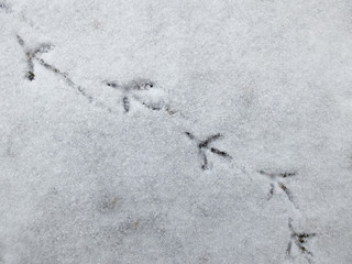 Bird foot tracks on snow. bird footprints on the fresh snow.
