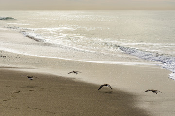 Birds on the Beach