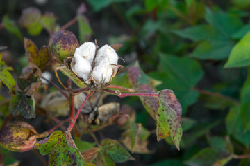 Cotton plantation