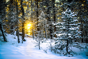 Fototapeta premium Winter Sunset