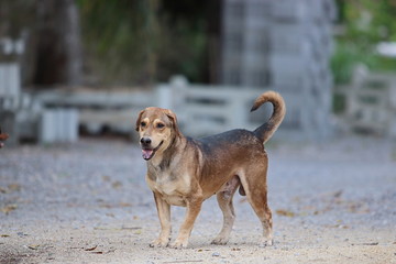 Portrait of happy dog standing outdoors