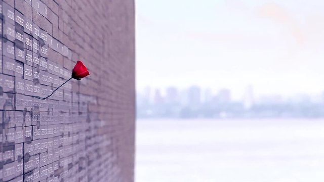 Rose on Names Memorial Wall in Buenos Aires Remembrance Park - Close Up