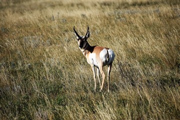 Antelope