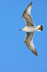 Seagull flying in sky