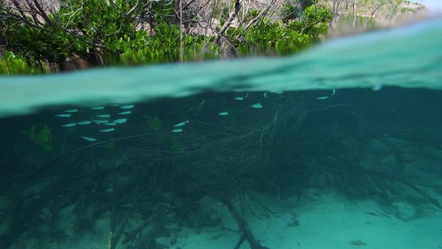 A split shot in a blue water sea. A school of fish swims near growing mangroves.