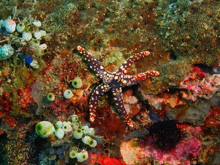 Starfish