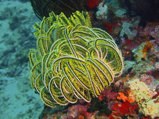 Obraz premium Crinoid