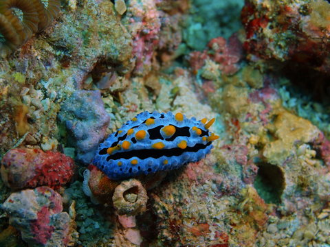 true sea slug