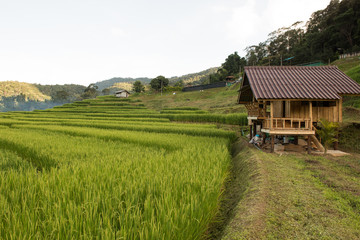 Obraz premium Rice field