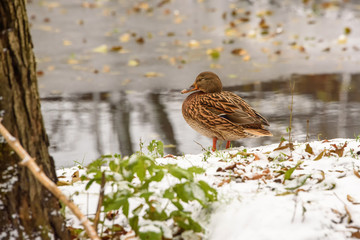 Ducks on the shore of the pond in the autumn. Cold and snow.