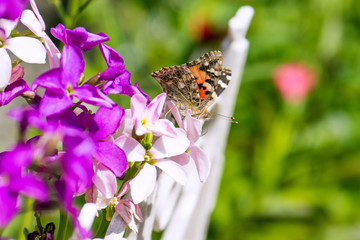 食事中のヒメアカタテハ