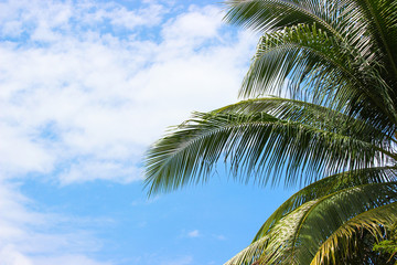 Fototapeta premium Tropical background of palm trees against blue sky.