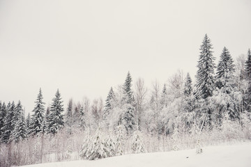 Obraz na płótnie Canvas nature landscape winter forest frosted
