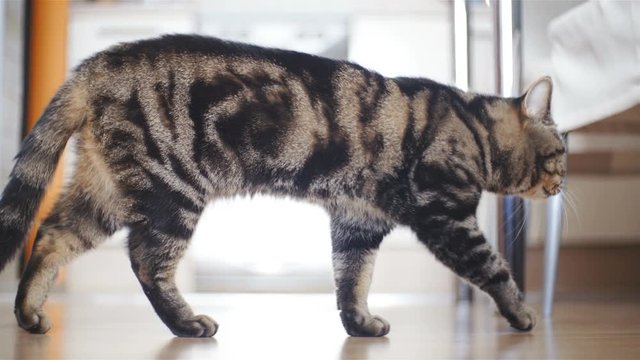 Proud tabby British cat walk around the flat in slow motion 4K