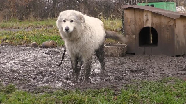 not an enviable dogs life, animal abuse