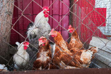 Many multi-colored hens and a cock behind the fence. Textural background for your text.