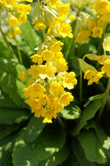 Primula veris cabrillo yellow flowers with green