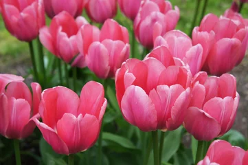 Papier Peint photo autocollant Tulipe Pink impression tulips flowers with green
