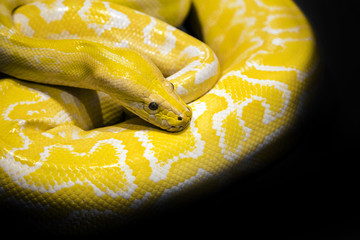 Obraz premium python snake black background
