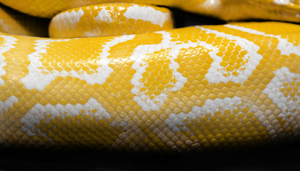 Naklejka premium python snake skin for background