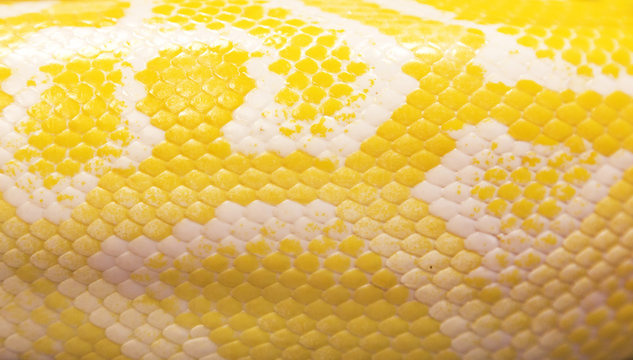 Python Snake Skin For Background