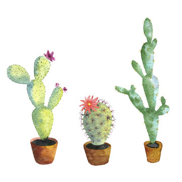 watercolor drawing cactuses