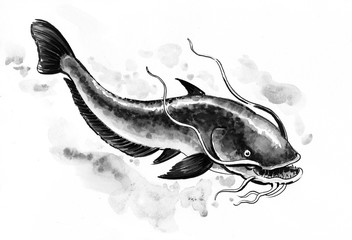 Fototapeta premium Catfish sketch. Black and white illustration.
